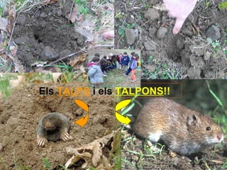Els   TALPS   i els   TALPONS !! 