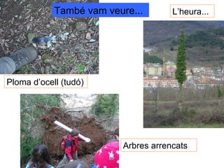 Ploma d’ocell (tudó) L’heura... Arbres arrencats També vam veure... 