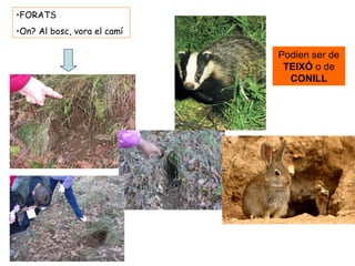 FORATS On? Al bosc, vora el camí Podien ser de  TEIXÓ  o de  CONILL 