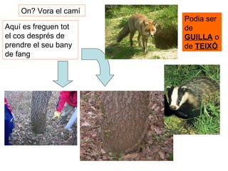 Aquí es freguen tot el cos després de prendre el seu bany de fang Podia ser de  GUILLA  o de  TEIXÓ On? Vora el camí 