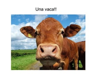 Una vaca!! 
