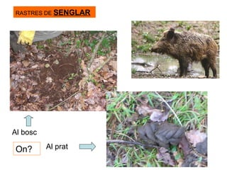 On? RASTRES DE  SENGLAR Al bosc Al prat 