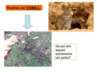 De qui són aquest excrements tan petits? Rastres de  CONILL 