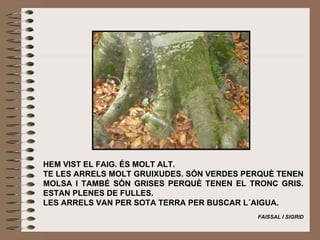 HEM VIST EL FAIG. ÉS MOLT ALT. TE LES ARRELS MOLT GRUIXUDES.  SÓN VERDES PERQUÈ TENEN MOLSA I TAMBÉ SÓN GRISES PERQUÈ TENEN EL TRONC GRIS. ESTAN PLENES DE FULLES. LES ARRELS VAN PER SOTA TERRA PER BUSCAR L´AIGUA.    FAISSAL I SIGRID 