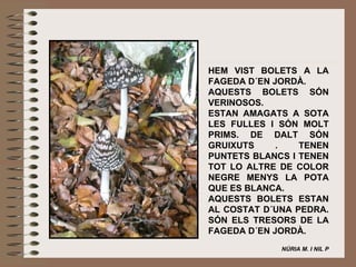   HEM VIST BOLETS A LA FAGEDA D´EN JORDÀ. AQUESTS BOLETS SÓN VERINOSOS. ESTAN AMAGATS A SOTA LES FULLES I SÓN MOLT PRIMS. DE DALT SÓN GRUIXUTS . TENEN PUNTETS BLANCS I TENEN TOT LO ALTRE DE COLOR NEGRE MENYS LA POTA QUE ES BLANCA.  AQUESTS BOLETS ESTAN AL COSTAT D´UNA PEDRA. SÓN ELS TRESORS DE LA FAGEDA D´EN JORDÀ. NÚRIA M. I NIL P 
