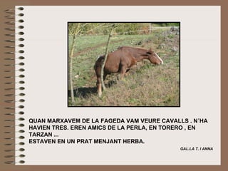 QUAN MARXAVEM DE LA FAGEDA VAM VEURE CAVALLS .  N´HA HAVIEN TRES. EREN AMICS DE LA PERLA, EN TORERO , EN TARZAN ... ESTAVEN EN UN PRAT MENJANT HERBA.    GAL.LA T. I ANNA   