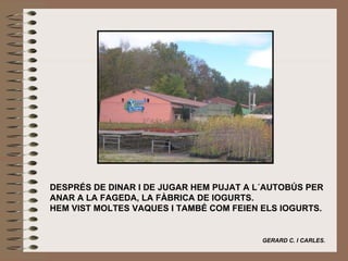 DESPRÉS DE DINAR I DE JUGAR HEM PUJAT A L´AUTOBÚS PER ANAR A LA FAGEDA, LA FÀBRICA DE IOGURTS. HEM VIST MOLTES VAQUES I TAMBÉ COM FEIEN ELS IOGURTS.     GERARD C. I CARLES.   