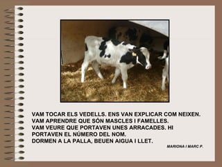 VAM TOCAR ELS VEDELLS. ENS VAN EXPLICAR COM NEIXEN. VAM APRENDRE QUE SÓN MASCLES I FAMELLES.  VAM VEURE QUE PORTAVEN UNES ARRACADES. HI PORTAVEN EL NÚMERO DEL NOM. DORMEN A LA PALLA, BEUEN AIGUA I LLET.   MARIONA I MARC P. 