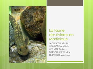 La faune
des rivières en
Martinique
LADOUCEUR Gatina
MONDESIR Amétiste
HEYLIGER Daihany
DARSOULANT Madny
GUITTEAUD Maurane
Gobbie
 
