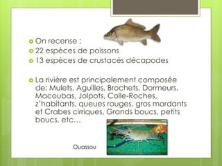  On recense :
 22 espèces de poissons
 13 espèces de crustacés décapodes
 La rivière est principalement composée
de: Mulets, Aguilles, Brochets, Dormeurs,
Macoubas, Jolpots, Colle-Roches,
z’habitants, queues rouges, gros mordants
et Crabes cirriques, Grands boucs, petits
boucs, etc…
Ouassou
 