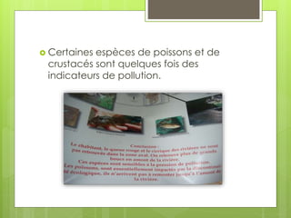  Certaines espèces de poissons et de
crustacés sont quelques fois des
indicateurs de pollution.
 