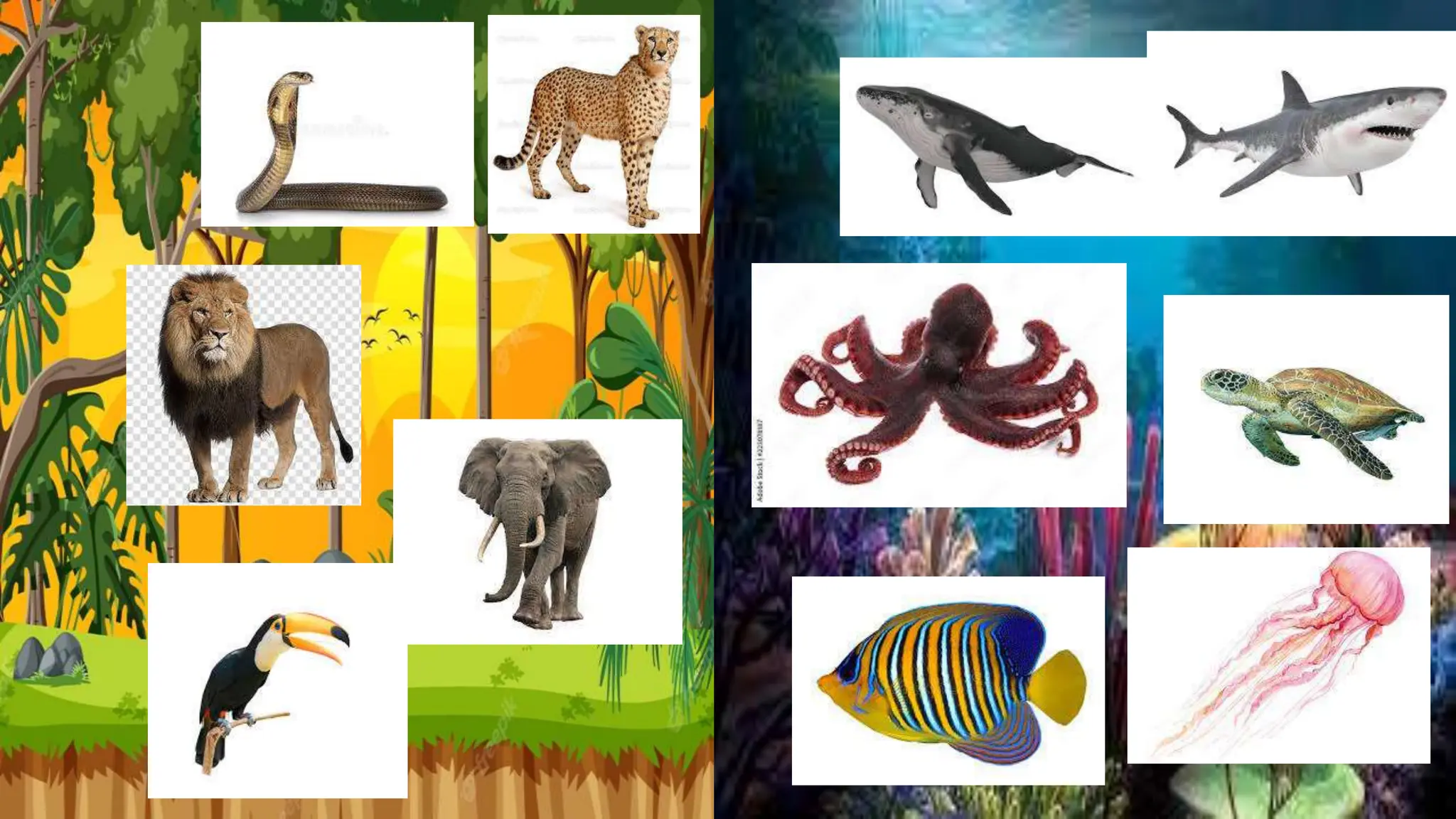 SORTING AND CLASSIFYING FAMILIAR WORDS 1.pptx