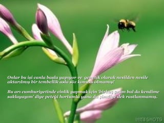 Onlar bu işi canla başla yapıyor ve  genetik olarak nesilden nesile aktarılmış bir tembellik asla söz konusu olmamış!  Bu arı cumhuriyetinde cinlik yapmak için 'birkaç gram bal da kendime saklayayım' diye peteği hortumla yana da şimdiye dek rastlanmamış.  