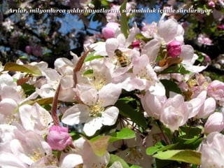 Arılar, milyonlarca yıldır hayatlarını, sorumluluk içinde sürdürüyor. 