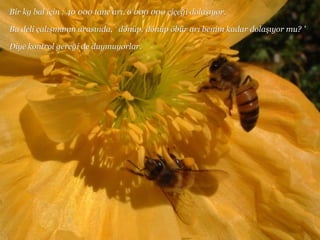 Bir kg bal için  ;  40   000 tane arı, 6   000   000 çiçeği dolaşıyor.  Bu deli çalışmanın arasında,  '   dönüp ,  dönüp öbür arı benim kadar  d olaşıyor mu?   '  Diye kontrol gereği   de duymuyorlar .  