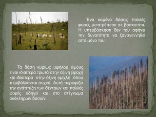 Τα δάζε θπξίσο πςεινύ ύςνπο
είλαη ηδηαίηεξα ηξσηά ζηελ όμηλε βξνρή
θαη ηδηαίηεξα ζηελ όμηλε νκίριε όπνπ
πεξηβάιινληαη ζπρλά. Απηή πεξηνξίδεη
ηελ αλάπηπμε ησλ δέληξσλ θαη πνιιέο
θνξέο νδεγεί θαη ζην ζηέγλσκα
νιόθιεξσλ δαζώλ.
Έλα θακέλν δάζνο πνιιέο
θνξέο κεηαηξέπεηαη ζε βνζθνηόπη.
Η ππεξβόζθεζε δελ ηνπ αθήλεη
ηελ δπλαηόηεηα λα μαλαγελλεζεί
από κόλν ηνπ.
 