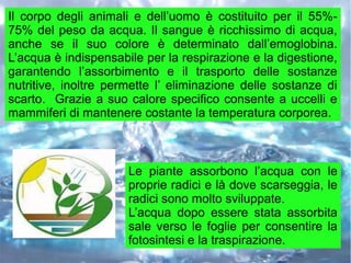 Il corpo degli animali e dell’uomo è costituito per il 55%-
75% del peso da acqua. Il sangue è ricchissimo di acqua,
anche se il suo colore è determinato dall’emoglobina.
L’acqua è indispensabile per la respirazione e la digestione,
garantendo l’assorbimento e il trasporto delle sostanze
nutritive, inoltre permette l’ eliminazione delle sostanze di
scarto. Grazie a suo calore specifico consente a uccelli e
mammiferi di mantenere costante la temperatura corporea.
Le piante assorbono l’acqua con le
proprie radici e là dove scarseggia, le
radici sono molto sviluppate.
L’acqua dopo essere stata assorbita
sale verso le foglie per consentire la
fotosintesi e la traspirazione.
 