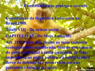 Constituição não protege o cerrado Constituição da República Federativa do Brasil,1988. Título VIII - Da ordem social. CAPITULO VI - Do Meio Ambiente Art. 225. Todos têm direito ao meio ambiente ecologicamente equilibrado, bem de uso comum do povo e essencial à sadia qualidade de vida, impondo-se ao poder público e à coletividade o dever de defendê-lo e preservá-lo para as presentes e futuras gerações. 