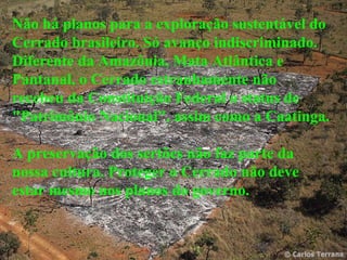 Não há planos para a exploração sustentável do Cerrado brasileiro. Só avanço indiscriminado. Diferente da Amazônia, Mata Atlântica e Pantanal, o Cerrado estranhamente não recebeu da Constituição Federal o status de "Patrimônio Nacional", assim como a Caatinga.  A preservação dos sertões não faz parte da nossa cultura. Proteger o Cerrado não deve estar mesmo nos planos do governo. 