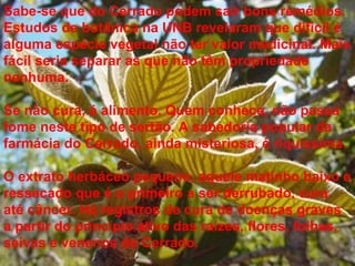 Sabe-se que do Cerrado podem sair bons remédios. Estudos de botânica na UNB revelaram que difícil é alguma espécie vegetal não ter valor medicinal. Mais fácil seria separar as que não têm propriedade nenhuma.  Se não cura, é alimento. Quem conhece, não passa fome neste tipo de sertão. A sabedoria popular da farmácia do Cerrado, ainda misteriosa, é riquíssima.  O extrato herbáceo pequeno, aquele matinho baixo e ressecado que é o primeiro a ser derrubado, cura até câncer. Há registros de cura de doenças graves a partir do princípio ativo das raízes, flores, folhas, seivas e venenos do Cerrado.  