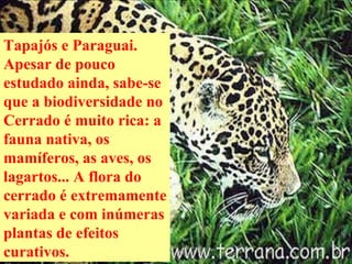 Tapajós e Paraguai. Apesar de pouco estudado ainda, sabe-se que a biodiversidade no Cerrado é muito rica: a fauna nativa, os mamíferos, as aves, os lagartos... A flora do cerrado é extremamente variada e com inúmeras plantas de efeitos curativos.   