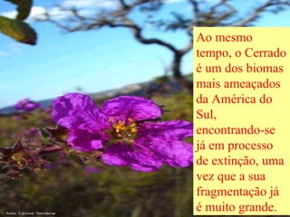 Ao mesmo tempo, o Cerrado é um dos biomas mais ameaçados da América do Sul, encontrando-se já em processo de extinção, uma vez que a sua fragmentação já é muito grande.  