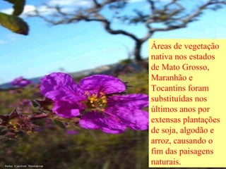 Áreas de vegetação nativa nos estados de Mato Grosso, Maranhão e Tocantins foram substituídas nos últimos anos por extensas plantações de soja, algodão e arroz, causando o fim das paisagens naturais.   