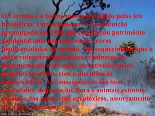 O Cerrado é o bioma menos protegido pelas leis brasileiras. Estranhamente, a Constituição promulgada em 1988 não considerou patrimônio ambiental uma das mais ricas e raras biodiversidades do mundo. Um esquecimento que o deixa vulnerável para ações criminosas de desmatamento e até ações incentivadas pelos próprios governos, com o incentivo às monoculturas. As conseqüências são bem conhecidas: degradação, flora e animais extintos, poluição das águas com agrotóxicos, assoreamento dos rios e nascentes. 