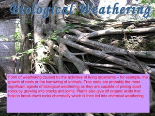 Biological Weathering Form of weathering caused by the activities of living organisms – for example, the growth of roots or the burrowing of animals. Tree roots are probably the most significant agents of biological weathering as they are capable of prising apart rocks by growing into cracks and joints. Plants also give off organic acids that help to break down rocks chemically which is then led into chemical weathering 