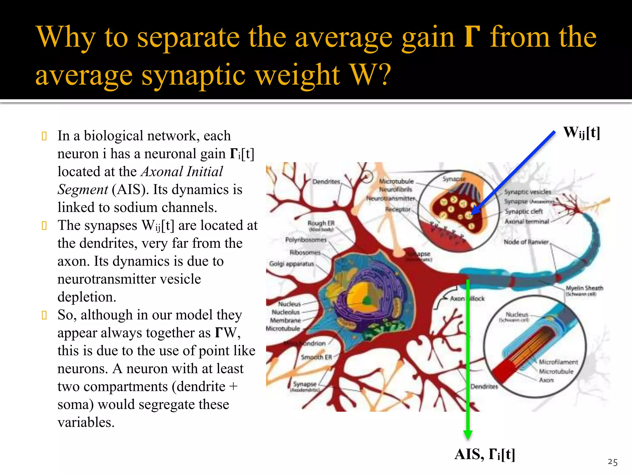 Why to separate the average gain 𝚪 from the
average synaptic weight W?
 In a biological network, each
neuron i has a neuronal gain 𝚪i[t]
located at the Axonal Initial
Segment (AIS). Its dynamics is
linked to sodium channels.
 The synapses Wij[t] are located at
the dendrites, very far from the
axon. Its dynamics is due to
neurotransmitter vesicle
depletion.
 So, although in our model they
appear always together as 𝚪W,
this is due to the use of point like
neurons. A neuron with at least
two compartments (dendrite +
soma) would segregate these
variables.
25AIS, 𝚪i[t]
Wij[t]
 