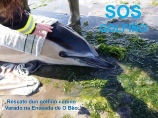 SOS
                             GOLFIÑO




 Rescate dun golfiño común
Varado na Enseada de O Bao
 