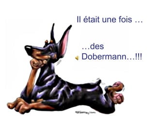 Il était une fois … … des Dobermann…!!! 