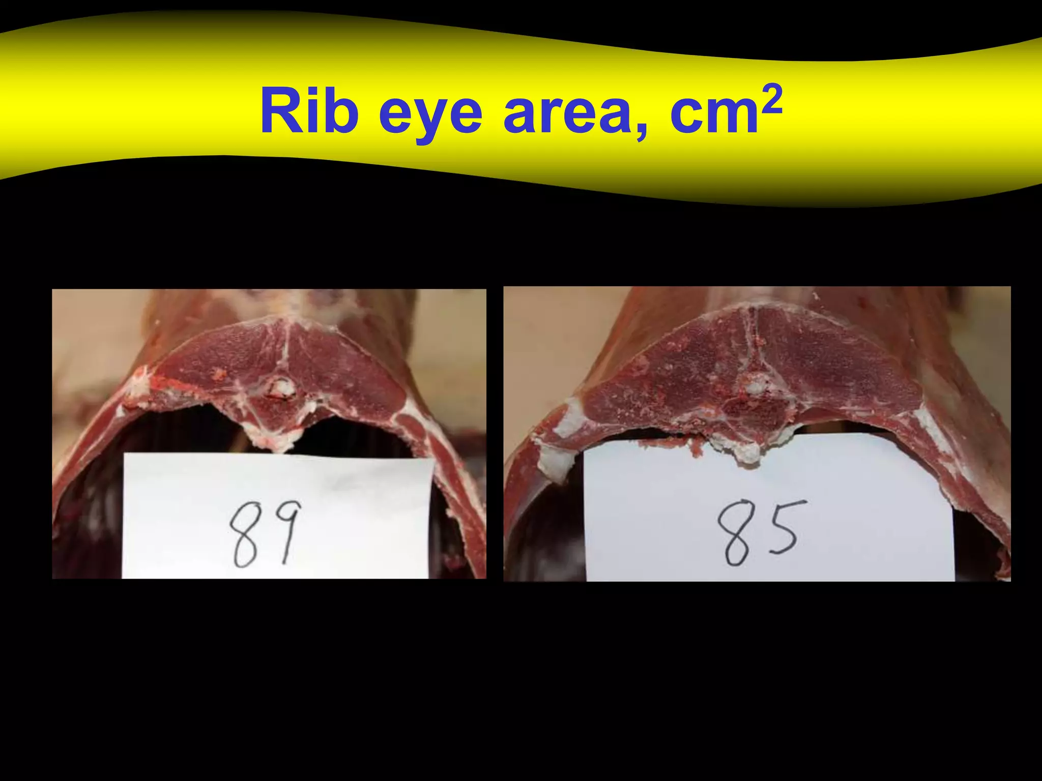 Rib eye area, cm2
 