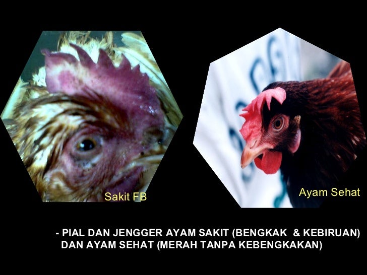 Sosialisasi Flu Burung