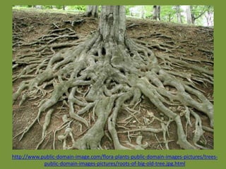 http://www.public-domain-image.com/flora-plants-public-domain-images-pictures/trees-
            public-domain-images-pictures/roots-of-big-old-tree.jpg.html
 