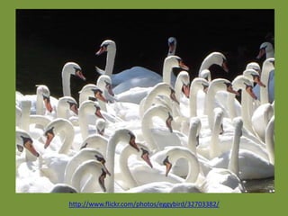http://www.flickr.com/photos/eggybird/32703382/
 
