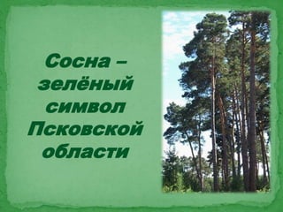 Сосна –
зелёный
символ
Псковской
области
 
