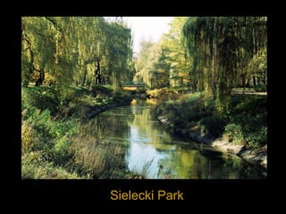Sielecki Park
 
