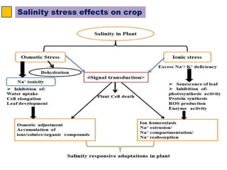 Salinity stress effects on crop
 