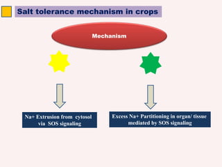 Salt tolerance mechanism in crops
Mechanism
Na+ Extrusion from cytosol
via SOS signaling
Excess Na+ Partitioning in organ/ tissue
mediated by SOS signaling
 