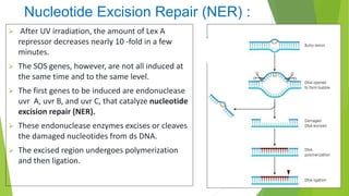 Nucleotide Excision Repair (NER) :
 After UV irradiation, the amount of Lex A
repressor decreases nearly 10 -fold in a few
minutes.
 The SOS genes, however, are not all induced at
the same time and to the same level.
 The first genes to be induced are endonuclease
uvr A, uvr B, and uvr C, that catalyze nucleotide
excision repair (NER).
 These endonuclease enzymes excises or cleaves
the damaged nucleotides from ds DNA.
 The excised region undergoes polymerization
and then ligation.
 