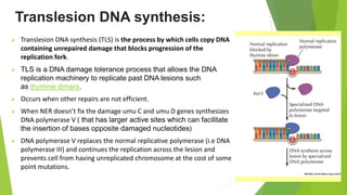 Translesion DNA synthesis:
 Translesion DNA synthesis (TLS) is the process by which cells copy DNA
containing unrepaired damage that blocks progression of the
replication fork.
 TLS is a DNA damage tolerance process that allows the DNA
replication machinery to replicate past DNA lesions such
as thymine dimers.
 Occurs when other repairs are not efficient.
 When NER doesn’t fix the damage umu C and umu D genes synthesizes
DNA polymerase V ( that has larger active sites which can facilitate
the insertion of bases opposite damaged nucleotides)
 DNA polymerase V replaces the normal replicative polymerase (i.e DNA
polymerase III) and continues the replication across the lesion and
prevents cell from having unreplicated chromosome at the cost of some
point mutations.
 