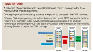 DNA REPAIR:
◦ A collection of processes by which a cell identifies and corrects damage to the DNA
molecules that encode its genome.
◦ DNA repair process is constantly active as it responds to damage in the DNA structure.
◦ Different DNA repair pathways includes—base excision repair (BER), nucleotide excision
repair (NER), mismatch repair (MMR), homologous recombination (HR) and non-
homologous end joining (NHEJ)—are active throughout different stages of the cell cycle,
allowing the cells to repair the DNA damage.
 
