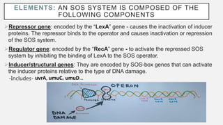 ELEMENTS: AN SOS SYSTEM IS COMPOSED OF THE
FOLLOWING COMPONENTS
Repressor gene: encoded by the “LexA” gene - causes the inactivation of inducer
proteins. The repressor binds to the operator and causes inactivation or repression
of the SOS system.
Regulator gene: encoded by the “RecA” gene - to activate the repressed SOS
system by inhibiting the binding of LexA to the SOS operator.
Inducer/structural genes: They are encoded by SOS-box genes that can activate
the inducer proteins relative to the type of DNA damage.
-Includes- uvrA, umuC, umuD…
 