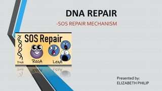 DNA REPAIR
-SOS REPAIR MECHANISM
Presented by:
ELIZABETH PHILIP
 
