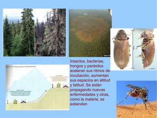 Insectos, bacterias,
hongos y parásitos
aceleran sus ritmos de
incubación, aumentan
sus espacios en altitud
y latitud. Se están
propagando nuevas
enfermedades y otras,
como la malaria, se
extienden
 