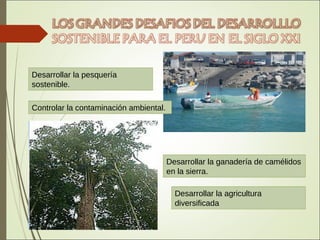 Desarrollar la pesquería
sostenible.
Controlar la contaminación ambiental.
Desarrollar la ganadería de camélidos
en la sierra.
Desarrollar la agricultura
diversificada
 