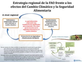 Estrategia regional de la FAO frente a los
efectos del Cambio Climático y la Seguridad
Alimentaria
A nivel regional
Gobernanza y
Cooperación regional
para enfrentar el
cambio climático
Fortalecimiento
Institucional para
responder a los
desafíos del cambio
climático
Promoción de una Agricultura
Climáticamente Inteligente.
La agricultura debe
emprender una
transformación significativa
para responder a los retos
que la vinculan con la
seguridad alimentaria y el
cambio climático.
En un contexto de clima variable, la capacidad de transformar la agricultura
para alimentar a una población creciente sin perjudicar la base de
recursos naturales no sólo permitirá alcanzar los objetivos de seguridad
alimentaria sino que también ayudará a mitigar los efectos negativos del
cambio climático.
Una agricultura más productiva y resistente requerirá una mejor gestión de los
recursos naturales, como la tierra, el agua, el suelo y los recursos genéticos
a través de prácticas como la agricultura de conservación, el control
integrado de plagas, la agroforestería y las dietas sostenibles.
 