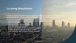 Lo smog fotochimico
Prodotto di tutto quel complesso di reazioni che caratterizzano l'inquinamento fotochimico è lo
smog fotochimico. Le piante nei parchi urbani e nei boschi limitrofi alle città risultano
particolarmente suscettibili a quest'ultimo, che provoca in esse:
• riduzione e blocco della fotosintesi (una concentrazione pari a 0,1 g/L di ozono può ridurre la
fotosintesi del 50%);
• diminuzione della velocità di crescita;
• diminuzione della riproduzione;
• maggior suscettibilità all’attacco di insetti e parassiti;
• maggior sensibilità alla mancanza di nutrienti;
• minor resistenza alle avverse condizioni climatiche.
 
