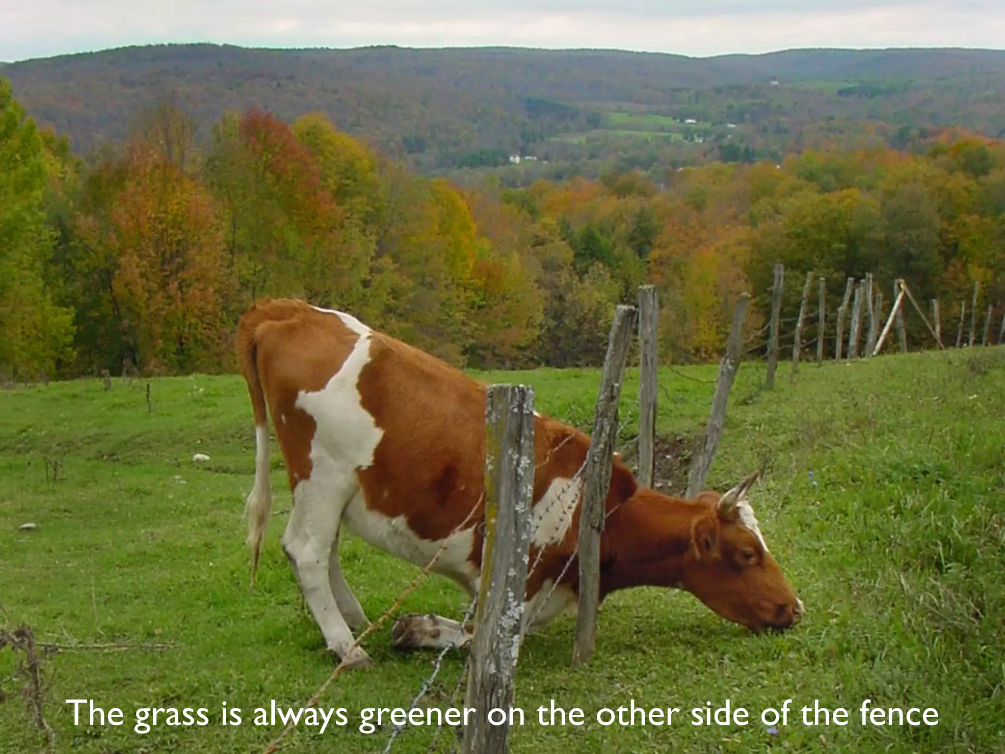 The grass is always greener on the other side of the fence
 